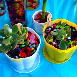 SOLD OUT 🌱 Crassula Ovata ~ LIVE PLANT